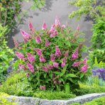 Budleja Dávidova (Buddleja Davidii) ‘LITTLE PINK BUTTERFLY CANDY’® - výška 15-25 cm, kont. C2L